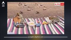 ਪਿਕਨਿਕ ਮਨਾਉਣਾ ਹੋਇਆ ਔਖਾ! ਬਾਂਦਰਾਂ ਨੇ ਕਰਤਾ ਅਟੈਕ, ਕੋਈ ਇੱਧਰ ਸਮਾਨ ਲੈ ਭੱਜਿਆ ਕੋਈ ਉੱਧਰ, ਸ਼ਖਸ ਹੋਇਆ ਪ੍ਰੇਸ਼ਾਨ, ਦੇਖੋ ਮਜ਼ੇਦਾਰ ਵੀਡੀਓ