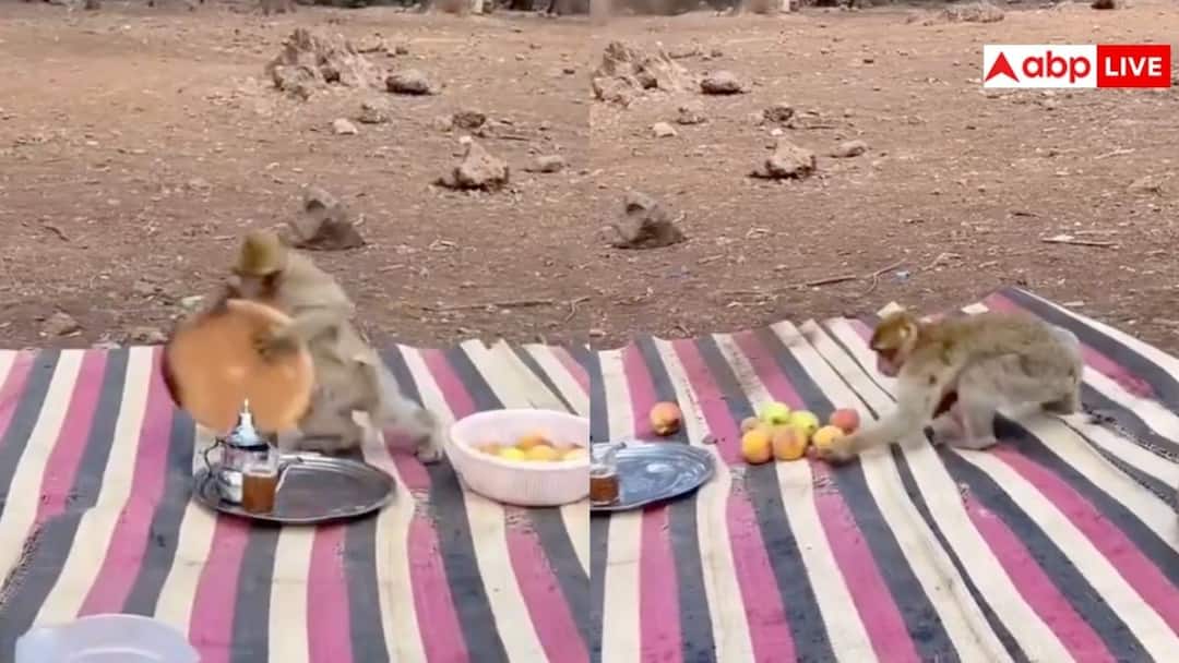 monkeys spoil man's picnic took away food video goes viral on social media पिकनिक के रंग में बंदरों का आतंक, सामान उठाकर भागे, वीडियो देख नहीं रुकेगी हंसी