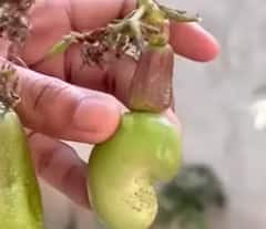 ਇਦਾਂ ਕਰੋ ਕਾਜੂ ਦੀ ਖੇਤੀ, ਲੱਖਾਂ 'ਚ ਹੋਵੇਗੀ ਕਮਾਈ