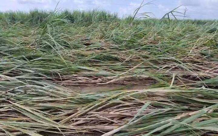 गेल्या दोन दिवसातील पावसानंतर हा आकडा 25 लाख हेक्टर पेक्षा अधिक होण्याची शक्यता आहे. मराठवाड्यात 1239 गाव बाधित झाली आहेत. 2 लाख 61 हजार 709 शेतकऱ्यांची शेती पाण्याखाली गेली आहे. 22 लाख 9 हजार 4 हेक्टर जिरायत पिकांचे नुकसान झालंय.