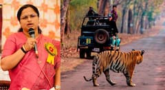 ताडोबातील वाघांचे दर्शन महागणार, टायगर सफारीचे शुल्क डायरेक्ट 12800 रुपये, खासदार प्रतिभा धानोरकर आक्रमक