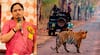 Tadoba Tiger Safari Price: ताडोबातील वाघांचे दर्शन महागणार, टायगर सफारीचे शुल्क डायरेक्ट 12800 रुपये, खासदार प्रतिभा धानोरकर आक्रमक