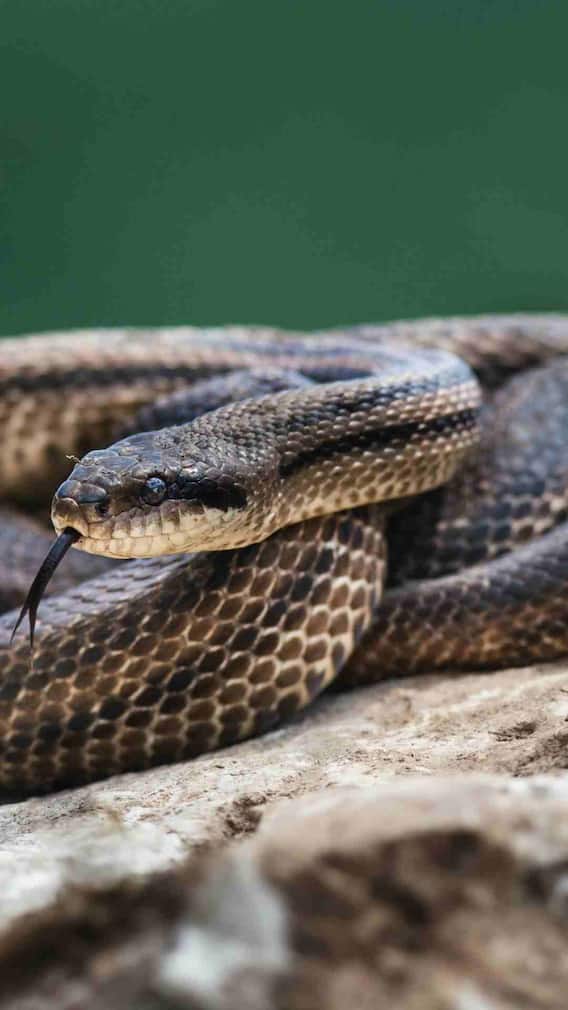 जगातील सर्वात वेगवान साप कोणता? जाणून घ्या