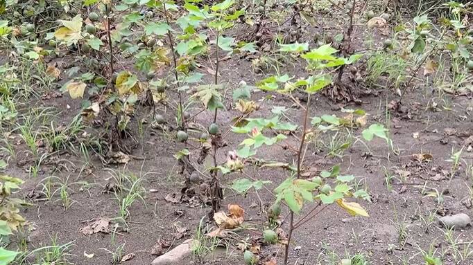 प्रशासनाने त्वरित पंचनामे करून मदत जाहीर करावी, अशी मागणी शेतकऱ्यांकडून केली जात आहे.