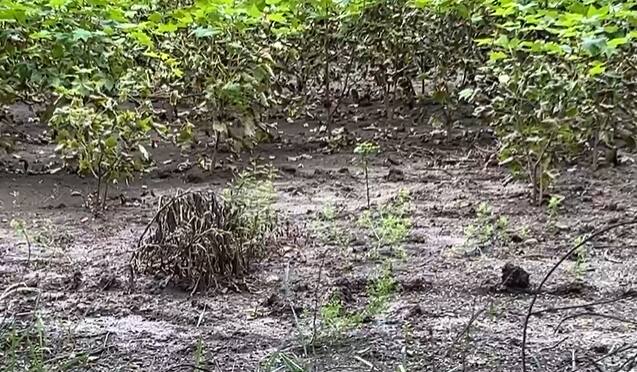 बीड जिल्ह्यातील अनेक तालुक्यांमध्ये सोयाबीननंतर आता कापसाच्या पिकाचेही मोठ्या प्रमाणावर नुकसान झालं आहे.