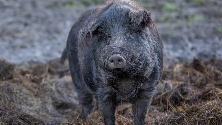 <div>African Swine Fever Outbreak Confirmed In Kerala's Mulankunnathukavu Village</div>