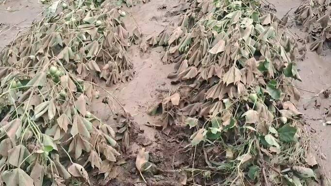 कापसाच्या पिकाच्या दोड्यांमध्ये सड लागल्याने उत्पादनावर गंभीर परिणाम होण्याची भीती व्यक्त केली जात आहे.