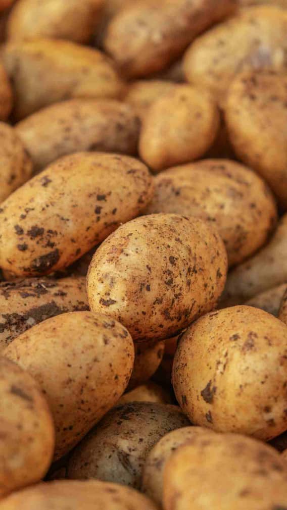 भारत में आलू की सबसे ज्यादा खेती किस राज्य में होती है?