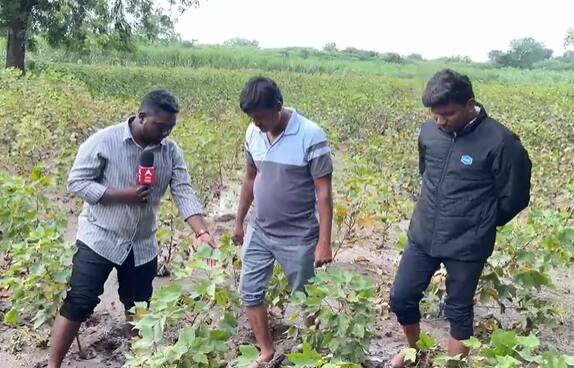 सततच्या पावसामुळे उभं पीक आडवं झालं असून, अनेक ठिकाणी पिकं मुळासकट उपटली गेली आहेत.