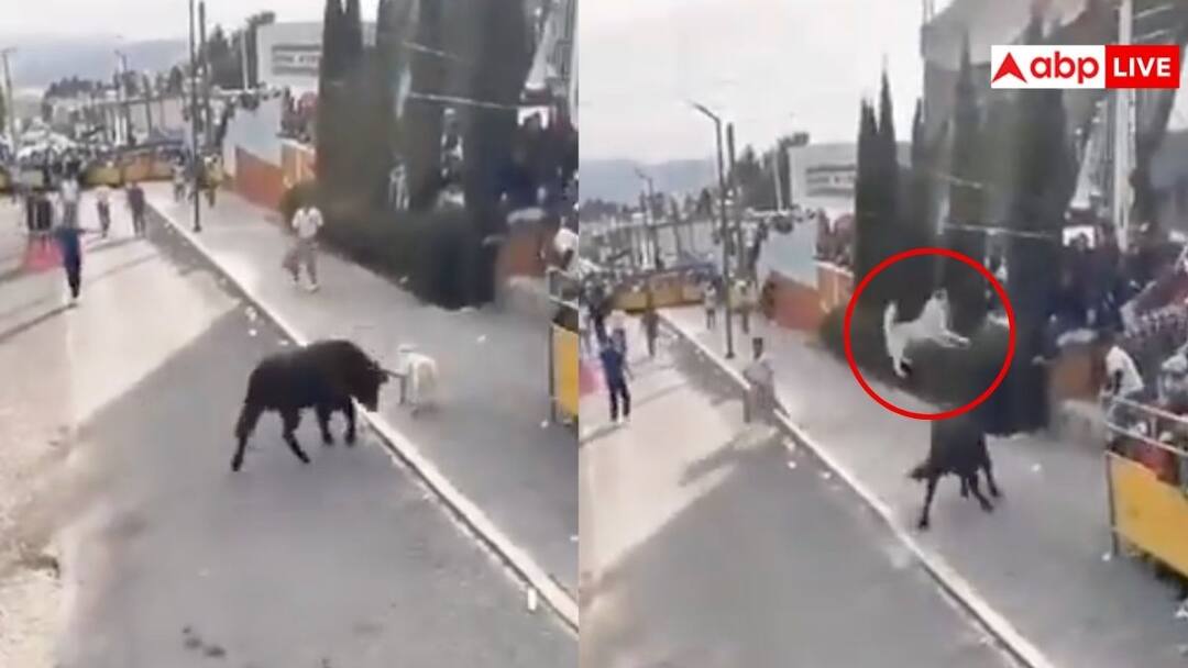 खड़े-खड़े पगला गया काला सांड, डोगेश भाई को तीन बार हवा में उठाकर पटका, देखें वीडियो black bull went mad while standing lifted dog in the air three times and threw down video goes viral on social media खड़े-खड़े पगला गया काला सांड, डोगेश भाई को तीन बार हवा में उठाकर पटका, देखें वीडियो