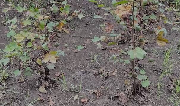 अनेक शेतकऱ्यांनी पीक विमा घेतलेला असला तरी नुकसानभरपाई कधी मिळेल, किती मिळेल याची अनिश्‍चितता आहे.