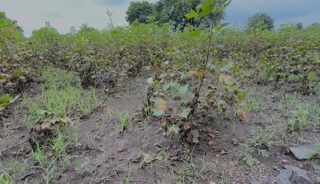 अद्याप पंचनामे सुरू झाले नसल्यामुळे शेतकऱ्यांना मदतीसाठी वाट पाहावी लागते आहे.