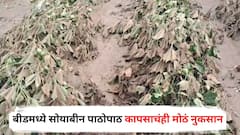 PHOTO : वडिलांनी कर्ज घेऊन पिकं जोपासली, आता कापसाचं पिक अक्षरशः आडवं झालंय; शेतकऱ्यांच्या मुलांनी सांगितली व्यथा