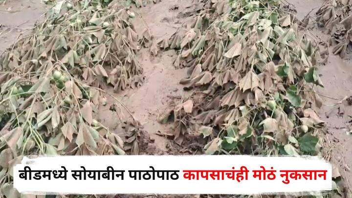 Beed News : बीड जिल्ह्यात सोयाबीन उत्पादक शेतकऱ्यांसह कापूस उत्पादक शेतकऱ्यांचे देखील मोठे नुकसान झाले आहे.
