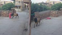 जोधपुर में आवारा पशुओं का आतंक, सांड में महिला को हवा में उछाला, हालत नाजुक