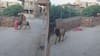 Rajasthan: जोधपुर में आवारा पशुओं का आतंक, सांड में महिला को हवा में उछाला, हालत नाजुक