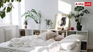 શું ઇન્ડોર પ્લાન્ટ સ્વાસ્થ્ય માટે ખતરનાક છે. જાણો શું કહે છે નકારાત્મક અસર અને  એક્સપર્ટનો મત