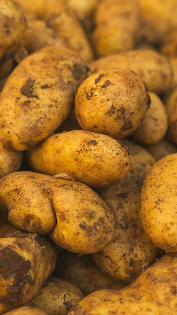 ਕੀ ਰਾਤ ਨੂੰ ਆਲੂ ਖਾਣੇ ਚਾਹੀਦੇ?