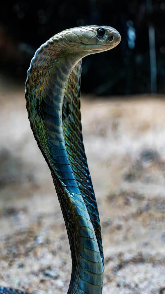 सांप के मुंह में कितने दांत होते हैं?