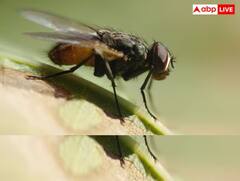 વરસાદની સિઝનમાં ઘરમાં માખીઓથી છો પરેશાન, આ ટિપ્સ અજમાવી જુઓ ભાગી જશે