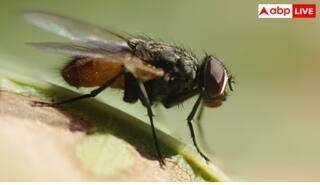 ਬਰਸਾਤ ਦੇ ਮੌਸਮ 'ਚ ਘਰ 'ਚ ਆਉਣ ਲੱਗ ਜਾਂਦੀਆਂ ਮੱਖੀਆਂ, ਤਾਂ ਅਪਣਾਓ ਆਹ ਘਰੇਲੂ ਤਰੀਕੇ