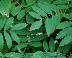 Home Remedies for Back Acne: पीठ पर होने वाले मुंहासे से हैं परेशान? अपनाएं ये आसान घरेलू नुस्खे