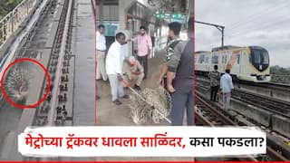 मेट्रोच्या ट्रॅकवर साळिंदर, ट्रेनला लागला ब्रेक; पकडताना वन विभाग पथकातील कर्मचारी घसरून पडला