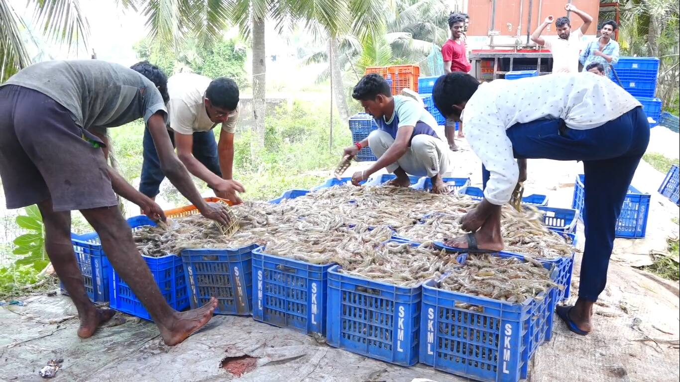 AP Aqua Farmers: ఆక్వా రైతుల కష్టాలు: ట్రంప్ సుంకాల దెబ్బకు తోడు ద‌ళారుల దోపిడీ, తెగుళ్ల బెడ‌ద- కుదేలు అవుతున్న ప‌రిశ్ర‌మ‌!