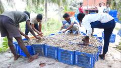 ఆక్వా రైతుల కష్టాలు: ట్రంప్ సుంకాల దెబ్బకు తోడు ద‌ళారుల దోపిడీ, తెగుళ్ల బెడ‌ద- కుదేలు అవుతున్న ప‌రిశ్ర‌మ‌!