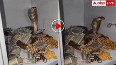 घर की तिजोरी में फन फैलाए बैठे थे नागराज! फिर खतरनाक अंदाज में किया हमला- वीडियो देख कांप उठेगी रूह