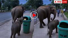 ये हाथी तो देशभक्त निकला! सड़क पर पड़े कचरे को गजराज ने उठा डस्टबिन में डाला- वीडियो वायरल