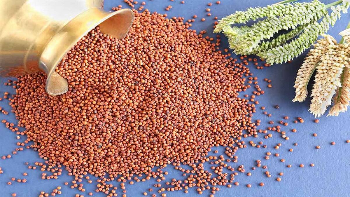 கேழ்வரகு சாகுபடியை இப்படி செய்தால் இன்னும் லாபம் ஈட்டலாம்: வேளாண்துறை அறிவுரை