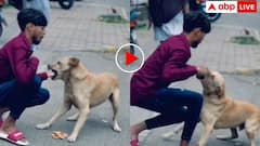 एक और डॉग लवर को कुत्ते ने काटा! बिस्किट खिलाते वक्त हाथ पर झपटा दरिंदा- वीडियो वायरल