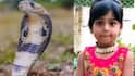 आईच्या मांडीवर जेवताना पायाला काहीतरी चावलं, दूर्लक्ष केलं पण नंतर सारेच धास्तावले, 4 वर्षीय चिमुकलीचा हाकनाक जीव गेला