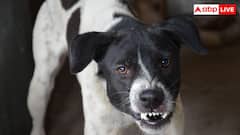 जानवरों के काटने के कितने दिन बाद होता है रैबीज, कितने दिन में हो जाती है मौत?