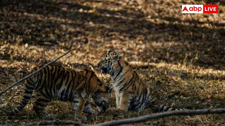 Nairadehi Wildlife in Sagar district is surrounded by the danger of the Mohali village tiger and leopard near Sankchuari. This village is situated near dense forests and due to this, there is always a danger of wild animals.
