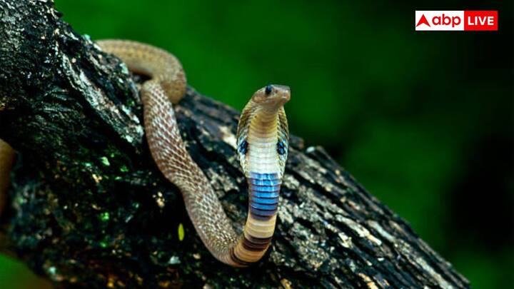 सोनपुर जिले में बसा शेतपाल गांव जिसे सांपों का गांव भी कहा जाता है काफी ज्यादा खतरनाक है. यहां पर जहरीले कोबरा घरों के आसपास घूमते रहते हैं. हालांकि गांव के लोग उन्हें पवित्र मानते हैं और उन्हें नुकसान नहीं पहुंचते. यहां पर सांप के काटने से मौत की खबरें यूं तो कम है लेकिन इन खतरनाक सांपों की मौजूदगी इस गांव को काफी ज्यादा खतरनाक बनाती है.