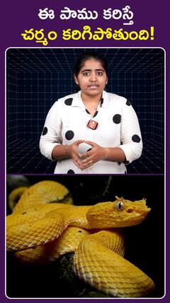 Golden Lancehead in Snake Island