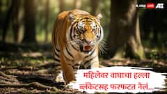 गाढ झोपेत असलेल्या महिलेवर वाघाचा हल्ला, ब्लँकेट आणि मच्छरदाणीसह फरफटत नेलं