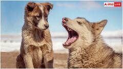 कुत्ते ही नहीं इन जानवरों के काटने से भी फैलता है रेबीज, गलती से भी न करें इग्नोर