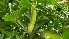 Lauki Benefits: इन 6 तरीकों से खाई लौकी तो आ जाएगा मजा, चाटते रह जाएंगे उंगलियां