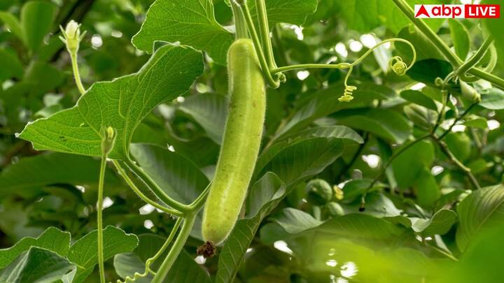 Bottle Gourd Recipes: लौकी की सब्जी हम में से काफी लोगें को पसंद होती है, तो एक बड़ी आबादी ऐसी भी है जो इसको पसंद नहीं करती है. चलिए आपको बताते हैं कि लौकी को कैेसे बनाएं कि सब लोग पसंद करें.