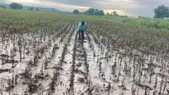 Parbhani : पाऊस आणि पुराने 10 एकर सोयाबीनचा अक्षरशः चिखल; परभणीच्या सोयाबीन उत्पादक शेतकऱ्याची व्यथा