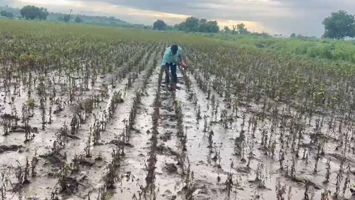 सोयाबीन हे मराठवाड्यातील प्रमुख पीक. मोठ्या प्रमाणावर शेतकरी सोयाबीनची लागवड करतात.