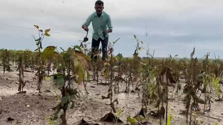 पहिल्यांदा पाऊस नसल्याने सोयाबीन उगवलेले नाही पुन्हा कर्ज काढून दुसऱ्यांना सोयाबीन लागवड केली.