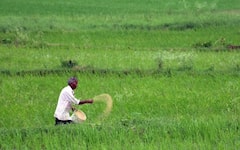 પ્રધાનમંત્રી પાક વીમા યોજનાનો લાભ ક્યાં ખેડૂતોને મળે, જાણો  શું છે તેના નિયમો