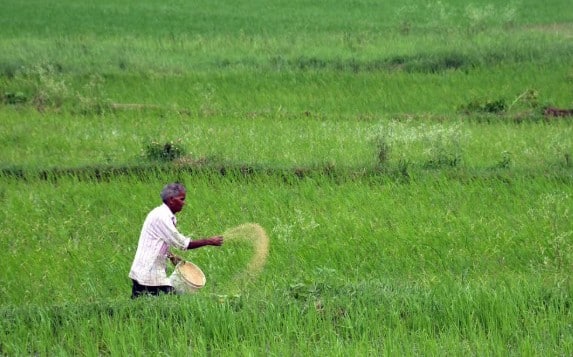 પ્રધાનમંત્રી પાક વીમા યોજના હેઠળ જો પાકને નુકસાન થાય છે. તો ખેડૂતોને સરકાર દ્વારા વીમા સ્વરૂપે વળતર આપવામાં આવે છે. જાણો આ યોજનામાં કોને લાભ મળે છે.દેશની 50 ટકાથી વધુ વસ્તી ખેડૂતોની છે. આ જ કારણ છે કે કેન્દ્ર સરકાર ખેડૂતો માટે અનેક પ્રકારની યોજનાઓ ચલાવે છે.