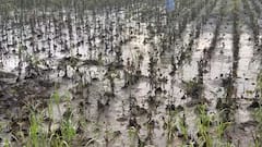 Parbhani : पाऊस आणि पुराने 10 एकर सोयाबीनचा अक्षरशः चिखल; परभणीच्या सोयाबीन उत्पादक शेतकऱ्याची व्यथा