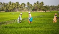 પ્રધાનમંત્રી પાક વીમા યોજનાનો લાભ ક્યાં ખેડૂતોને મળે, જાણો  શું છે તેના નિયમો