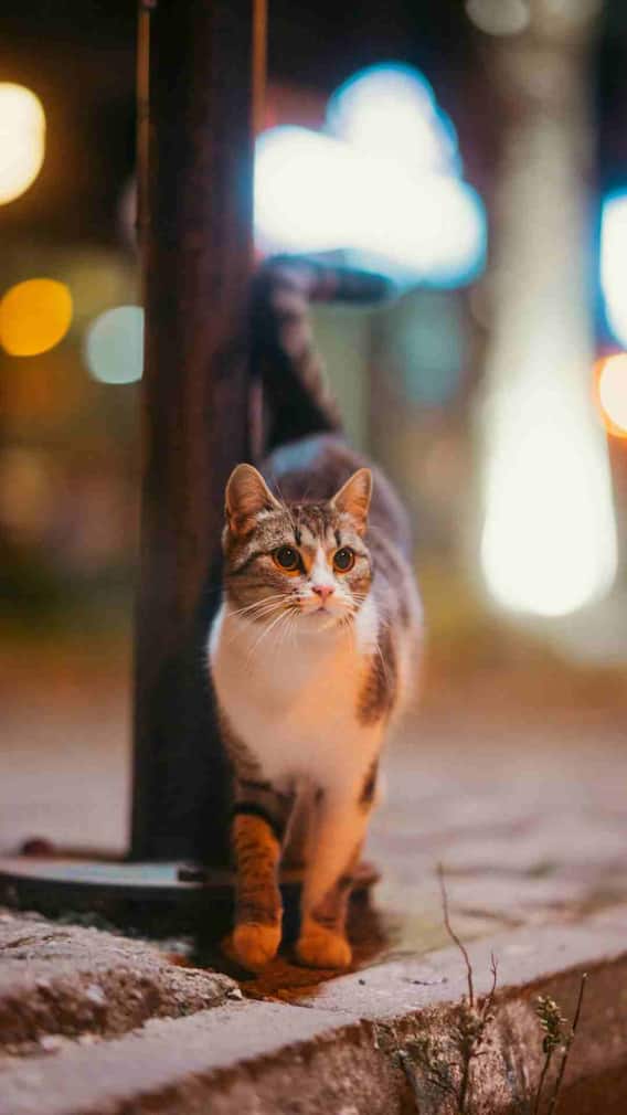 இருட்டில் பூனைகள் எப்படிப் பார்க்கின்றன?